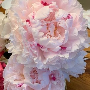 Meet your Posher, Tara